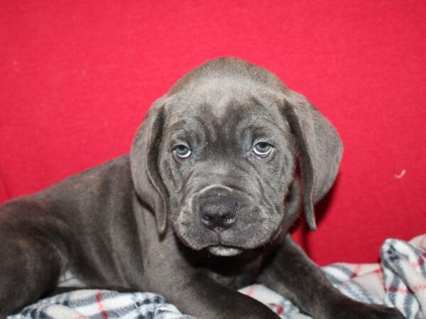 Cane Corso-DOG-Male-Blue Brindle-8621-Petland Rome, Georgia