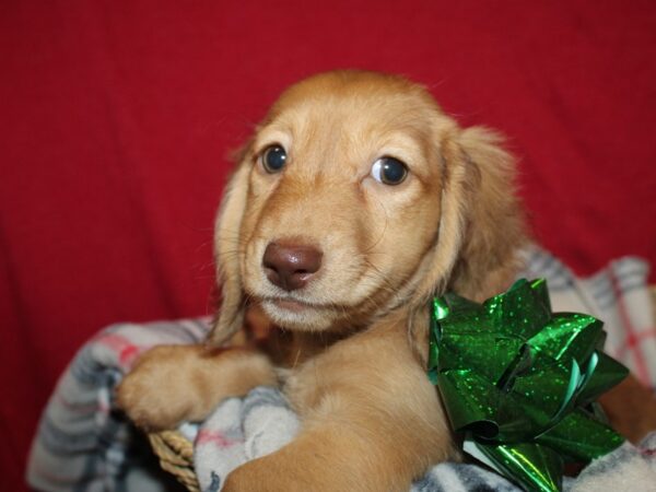 Dachshund DOG Female Cream 8622 Petland Rome, Georgia