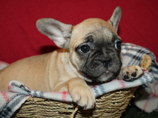 French Bulldog DOG Female Fawn 8624 Petland Rome, Georgia