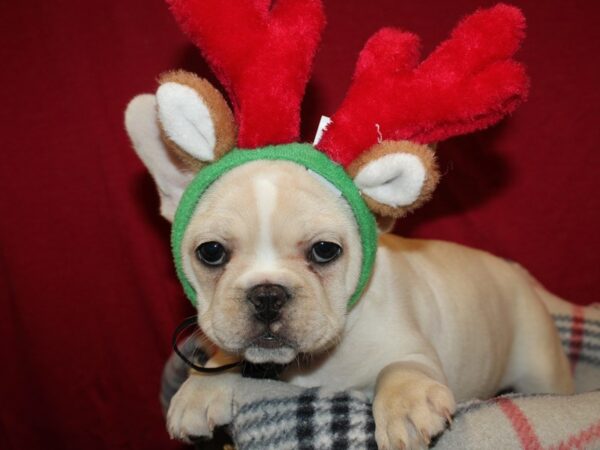 French Bulldog DOG Female Cream 19162 Petland Rome, Georgia