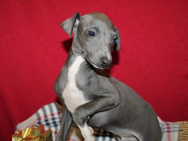 Italian Greyhound DOG Male Blue 19163 Petland Rome, Georgia