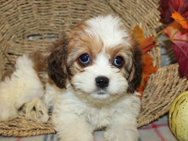 Cavachon DOG Female BLENHEIM 19158 Petland Rome, Georgia