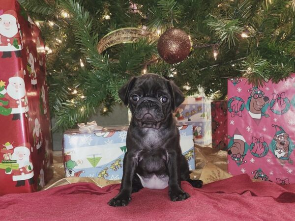 Pug DOG Female BLK 8632 Petland Rome, Georgia