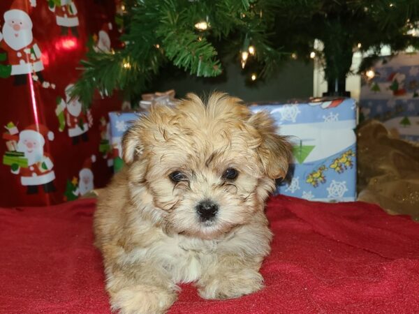 Morkie DOG Male BEIGE 8629 Petland Rome, Georgia