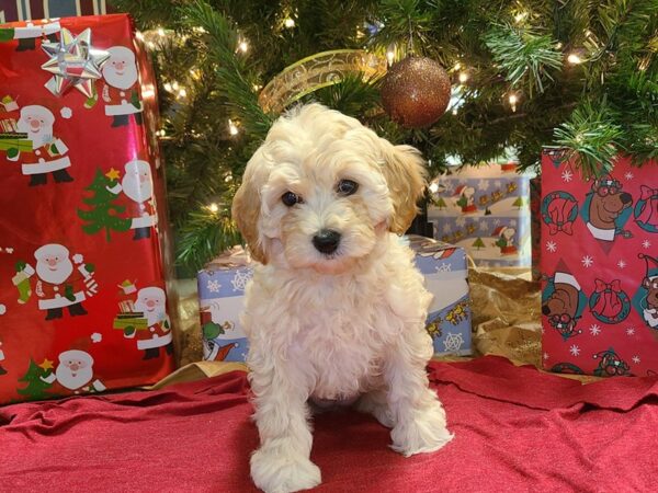 Cockadoodle-DOG-Female-LIGHT RED-8630-Petland Rome, Georgia