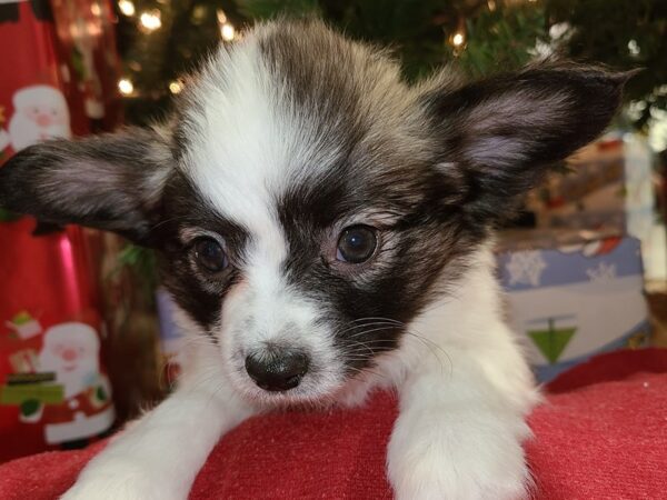 Papillon-DOG-Male-sable wh-8631-Petland Rome, Georgia