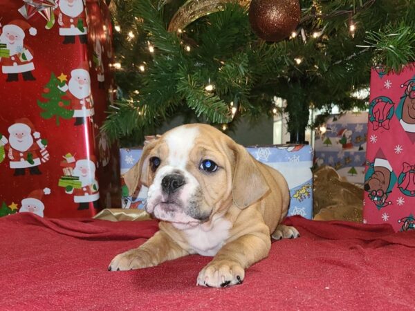 3/4 Beabull-DOG-Female-FAWN WH-19179-Petland Rome, Georgia