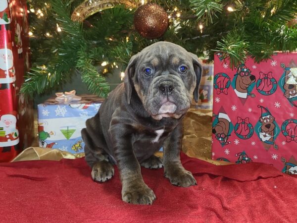 Old English Bulldog DOG Female BLUE TAN 19181 Petland Rome, Georgia