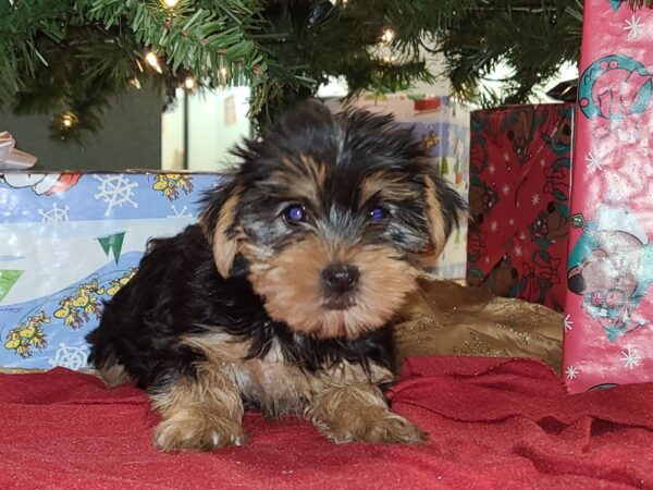 Yorkshire Terrier DOG Female BLK TAN 19173 Petland Rome, Georgia