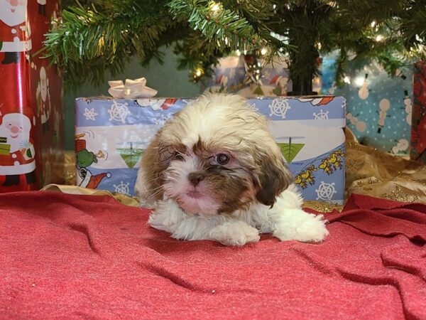 Shih Tzu DOG Female BROWN WHITE 19178 Petland Rome, Georgia