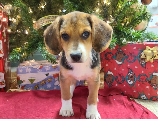 Beagle Mix-DOG-Male-Black and Brown-8634-Petland Rome, Georgia