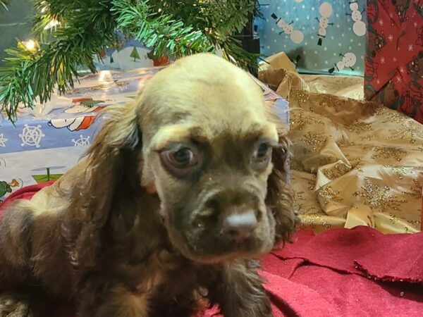 Cocker Spaniel DOG Male Brown and Tan 19166 Petland Rome, Georgia