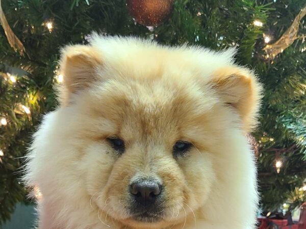 Chow Chow-DOG-Female-Cream-19165-Petland Rome, Georgia