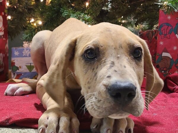 Great Dane DOG Male Fawn 19167 Petland Rome, Georgia