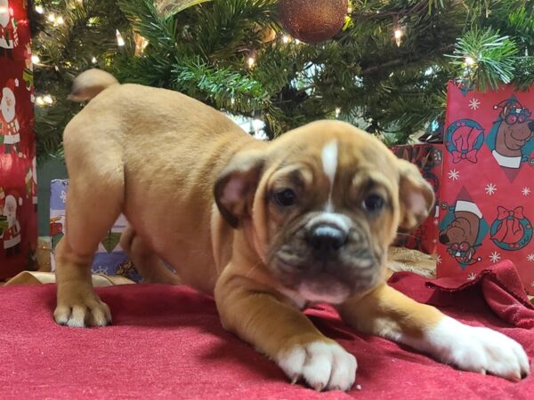 Old English Bulldog DOG Female Red 19170 Petland Rome, Georgia