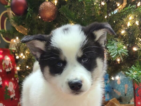 Pomski DOG Female Blk wh 19174 Petland Rome, Georgia