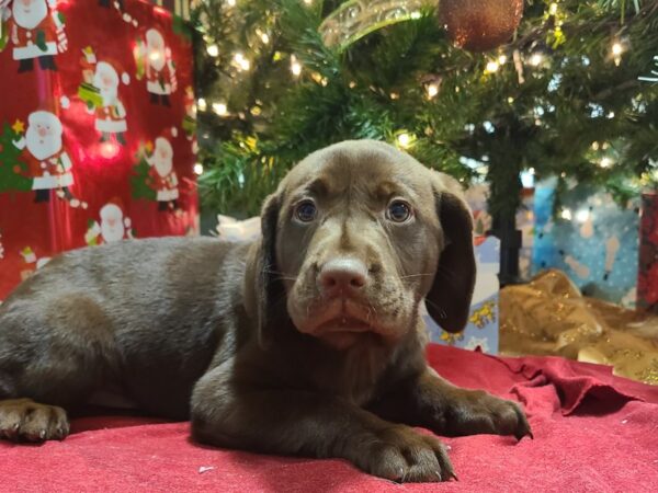 Labrador Retriever DOG Female Chocolate 8626 Petland Rome, Georgia