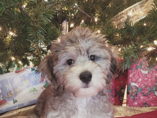 Bichapoo DOG Male BLUE MERLE 19120 Petland Rome, Georgia