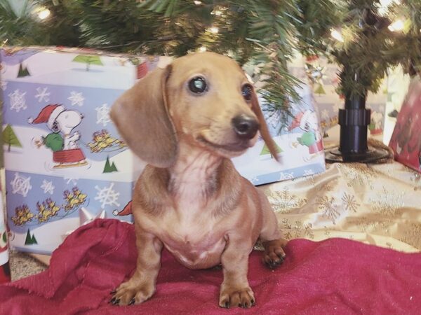 Dachshund DOG Female RED 19122 Petland Rome, Georgia