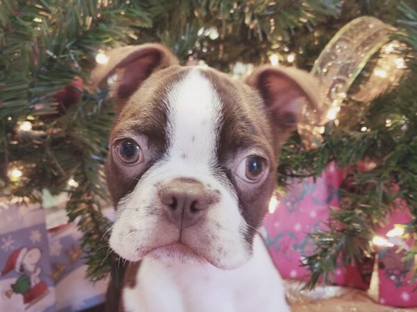 Boston Terrier DOG Male Seal&Wht 19102 Petland Rome, Georgia