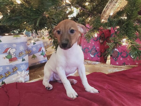 Jack Russell/Rat Terrier DOG Male White / Brown 19106 Petland Rome, Georgia