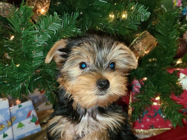 Yorkshire Terrier DOG Male blk &tan 19137 Petland Rome, Georgia