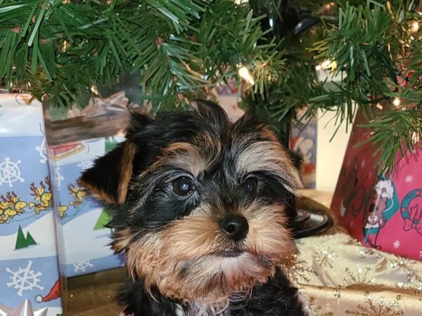 Yorkshire Terrier DOG Male blk & tan 19138 Petland Rome, Georgia