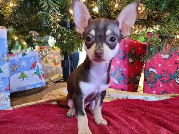 Chihuahua DOG Male Chocolate and Tan 19144 Petland Rome, Georgia