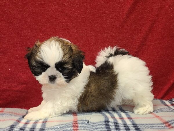 Shih Tzu DOG Female Brown & Wh 19190 Petland Rome, Georgia