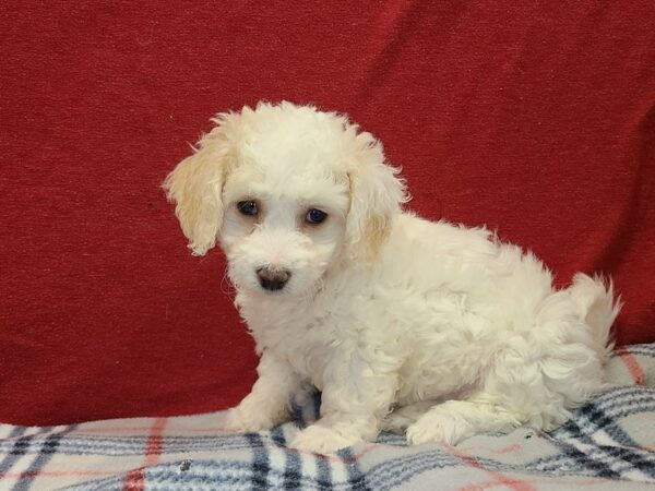 Bichon Frise DOG Female White 8635 Petland Rome, Georgia