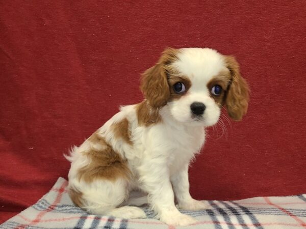 Cavalier-DOG-Female-Blienhiem-19184-Petland Rome, Georgia