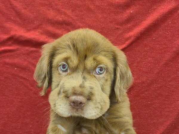 Mini Hippo-DOG-Female-choc-19183-Petland Rome, Georgia