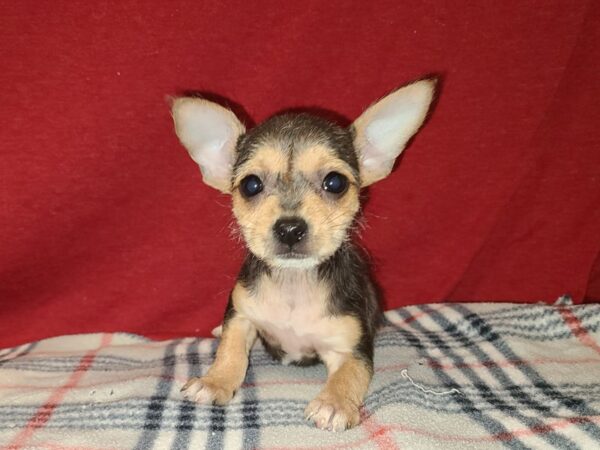 Chihuahua Mix DOG Female Blue 19188 Petland Rome, Georgia