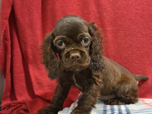 Cocker Spaniel DOG Male Brown 19186 Petland Rome, Georgia