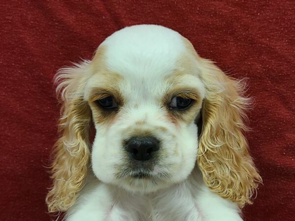 Cocker Spaniel DOG Male Buff and White 8636 Petland Rome, Georgia