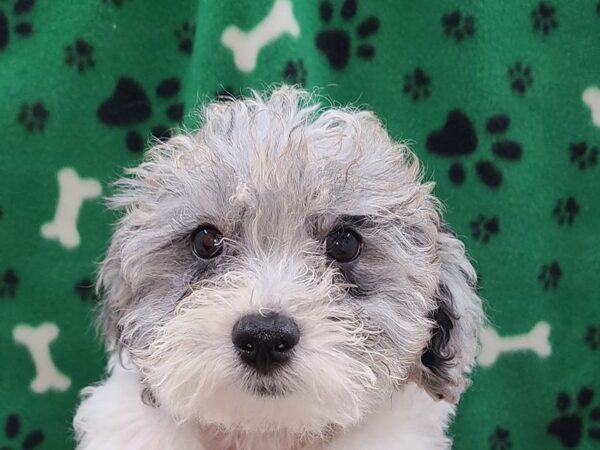 Bichapoo DOG Male BLUE MERLE 8601 Petland Rome, Georgia