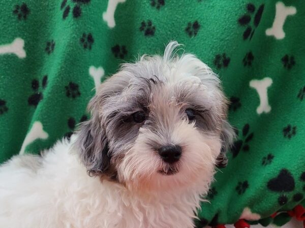 Shihpoo DOG Male BLUE MERLE 8600 Petland Rome, Georgia