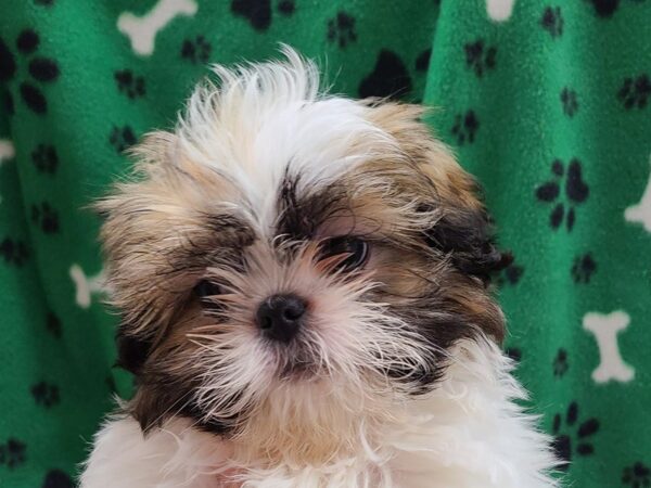 Shih Tzu DOG Male BROWN WH 8612 Petland Rome, Georgia