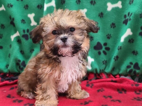 Teddy-DOG-Female-BROWN WH-8614-Petland Rome, Georgia