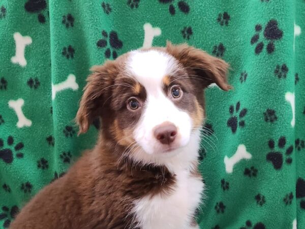 Mini Aussie DOG Female RED TRI 8615 Petland Rome, Georgia