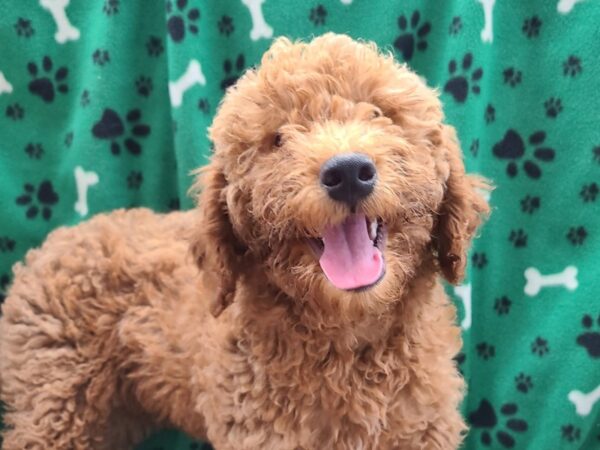 F2 MINI GOLDENDOODLE-DOG-Male-Red-8597-Petland Rome, Georgia