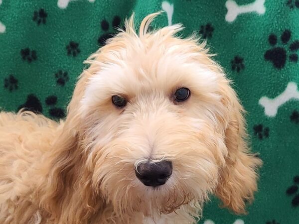 F2 ST Goldendoodle-DOG-Female-Cream-8586-Petland Rome, Georgia