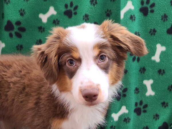 Miniature Australian Shepherd DOG Female RED TRI 8589 Petland Rome, Georgia