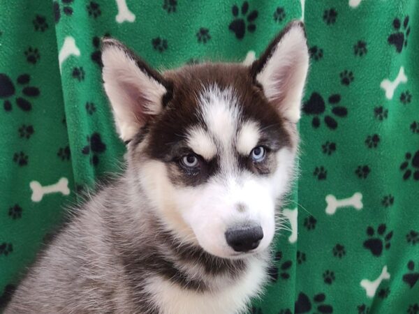 Siberian Husky DOG Female Black / White 8610 Petland Rome, Georgia