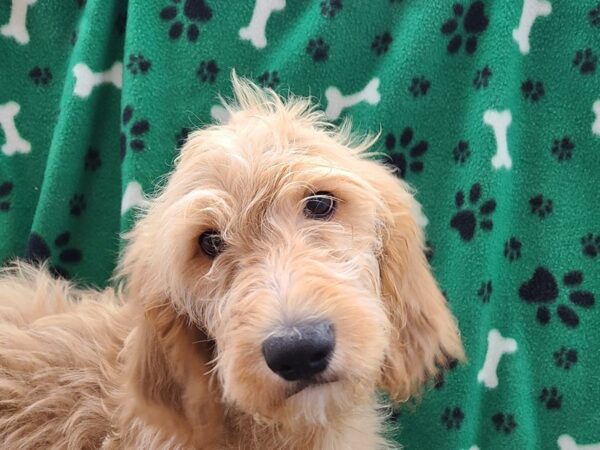 Goldendoodle DOG Female Dark Red 8596 Petland Rome, Georgia