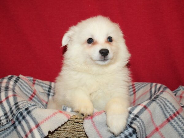 American Eskimo DOG Male White 19194 Petland Rome, Georgia