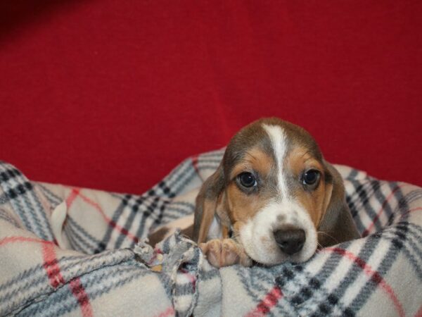 Beagle-DOG-Female-Blu&Wht-19210-Petland Rome, Georgia