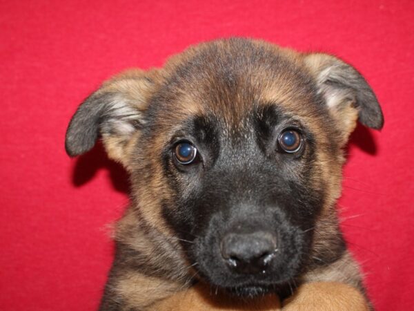 German Shepherd DOG Male Blk&Tan 19207 Petland Rome, Georgia