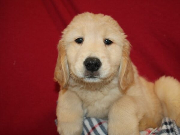 Golden Retriever DOG Male Golden 19199 Petland Rome, Georgia