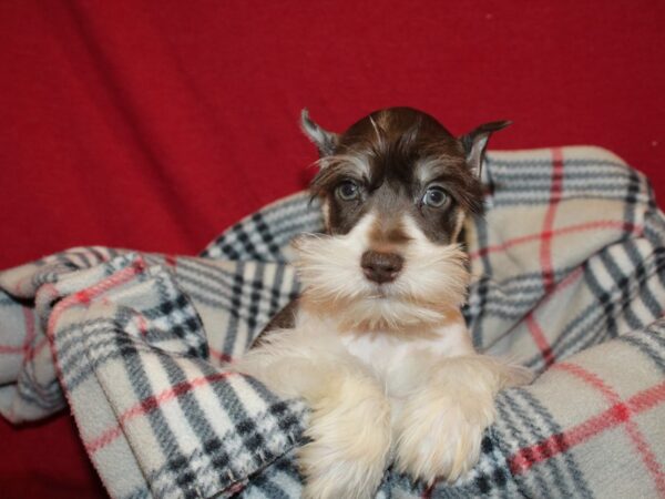 Miniature Schnauzer DOG Male LIVER WHITE 19203 Petland Rome, Georgia